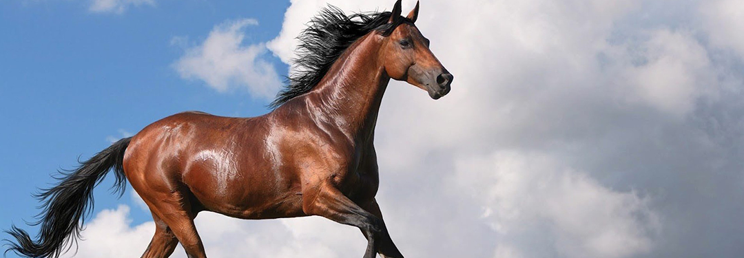 شهر اسب اپلیکیشن تخصصی اسب بازان ایران شهر اسب اپلیکیشن تخصصی اسب بازان ایران