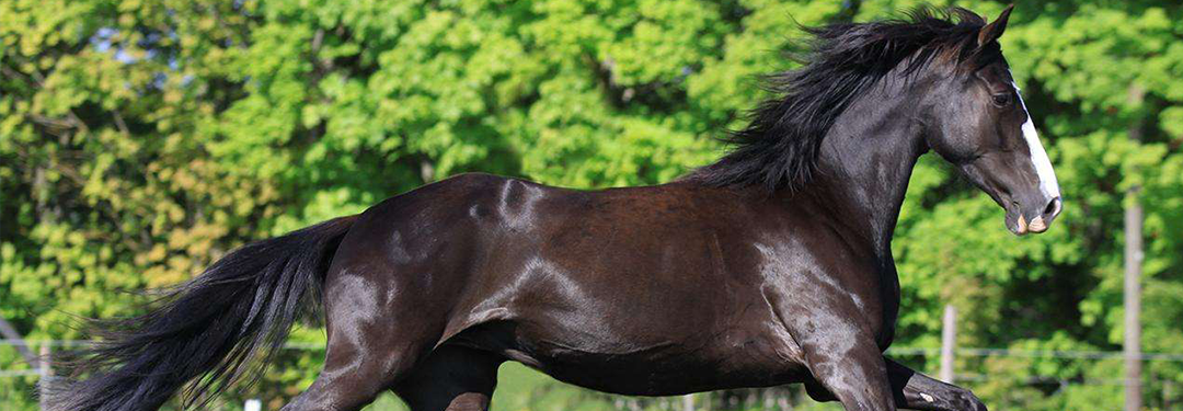 شهر اسب اپلیکیشن تخصصی اسب بازان ایران شهر اسب اپلیکیشن تخصصی اسب بازان ایران