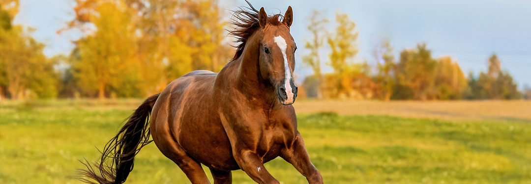 شهر اسب اپلیکیشن تخصصی اسب بازان ایران شهر اسب اپلیکیشن تخصصی اسب بازان ایران